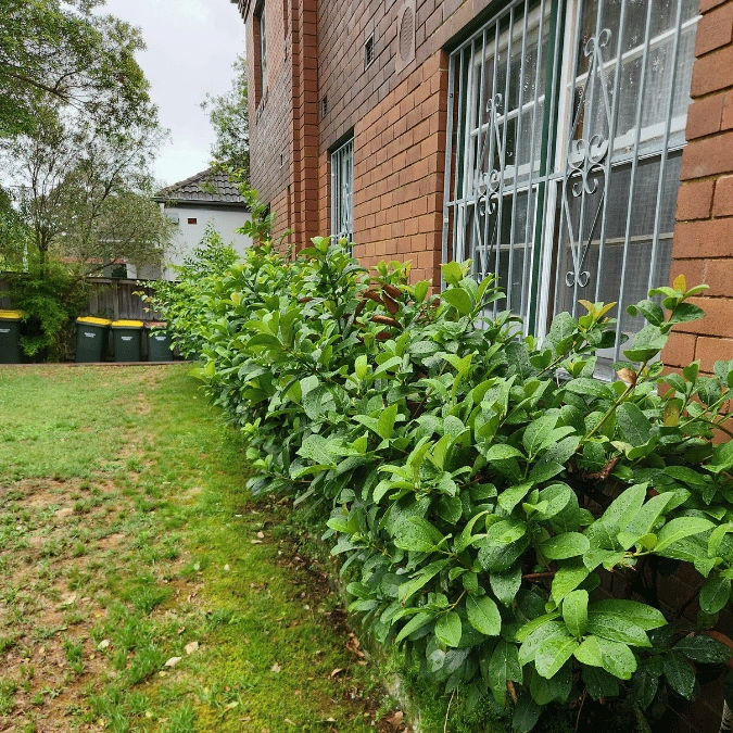 gardening experts in sydney1