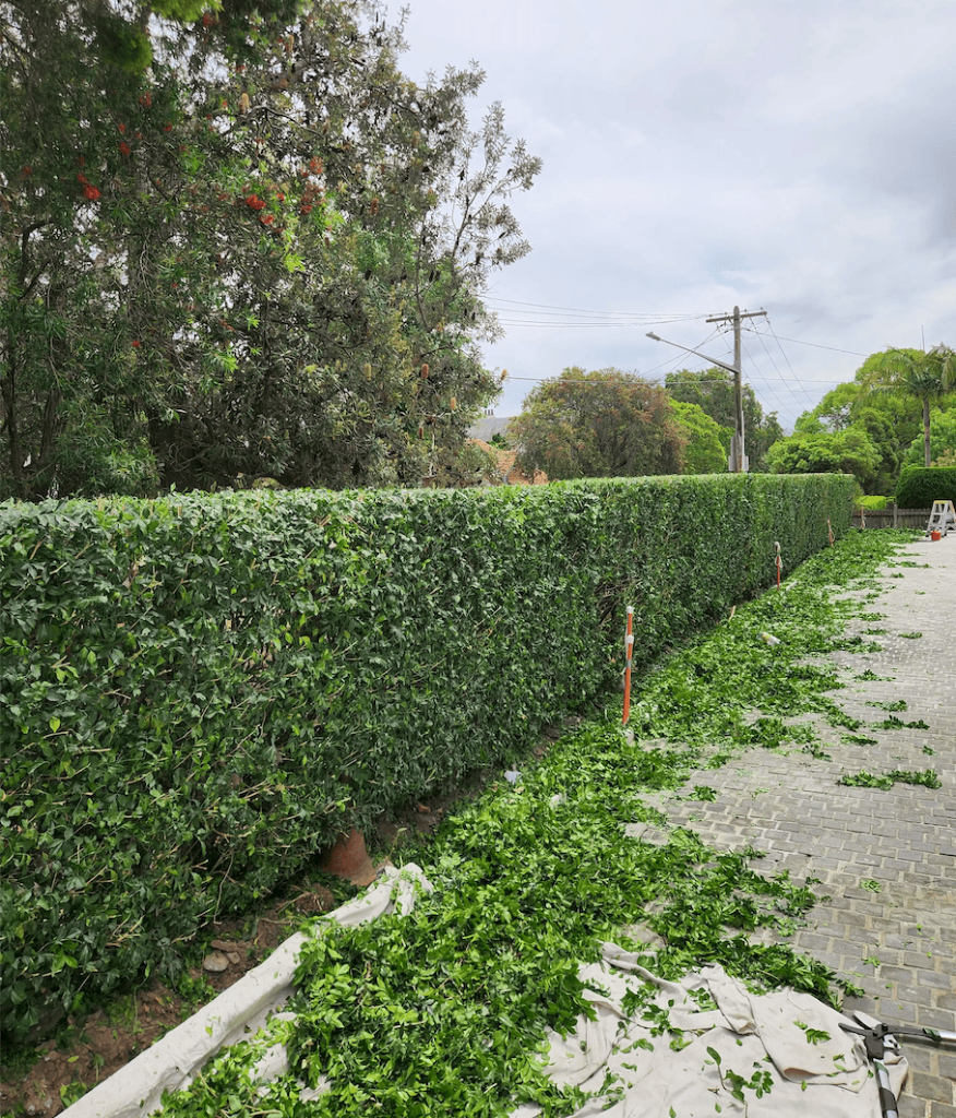 Strata Garden Maintenance